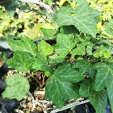 Lierre grimpant (Hedera helix)