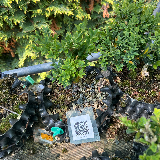 Buis commun (Buxus semperviens)