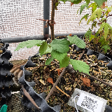 Noisetier commun (Corylus avellana)