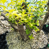 Troène de Californie (Ligustrum ovalifolium)