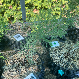 Genévrier de chine (Juniperus chinensis)