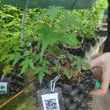 Érable palmé (Acer palmatum)