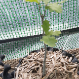 Chêne sessile / rouvre (Quercus petraea)