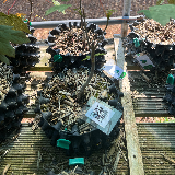 Érable sycomore (Acer pseudoplatanus)