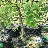 Frêne commun (Fraxinus excelsior)
