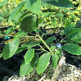 Cornouiller sanguin (Cornus sanguinea)