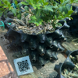 Buis commun (Buxus semperviens)