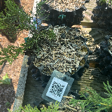 Genevrier de chine « itoigawa » (Juniperus chinensis « itoigawa »)