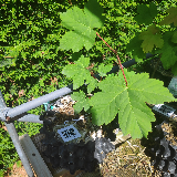 Érable sycomore (Acer pseudoplatanus)