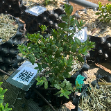 Buis commun (Buxus semperviens)