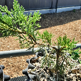 Genévrier de chine (Juniperus chinensis)