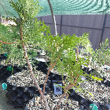 Thuya occidental (Thuja occidentalis)