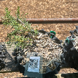 Genévrier de chine (Juniperus chinensis)