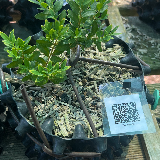 Buis commun (Buxus semperviens)
