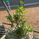 Troène de californie panaché doré (Ligustrum ovalifolium aureum)