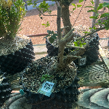 Troène de californie panaché doré (Ligustrum ovalifolium aureum)