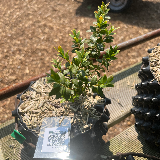 Buis commun (Buxus semperviens)