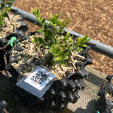 Buis commun (Buxus semperviens)
