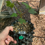 Érable sycomore (Acer pseudoplatanus)