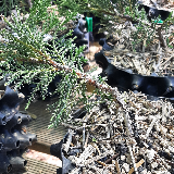 Genévrier de chine (Juniperus chinensis)