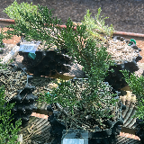 Genévrier de chine (Juniperus chinensis)