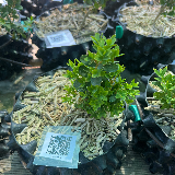 Buis commun (Buxus semperviens)