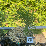 Genévrier de chine (Juniperus chinensis)