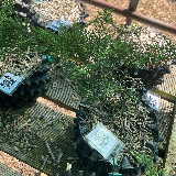 Genévrier de chine (Juniperus chinensis)