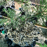 Genévrier de chine (Juniperus chinensis)