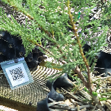 Genévrier de chine (Juniperus chinensis)