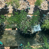Genévrier de chine (Juniperus chinensis)