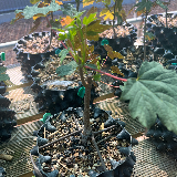 Érable sycomore (Acer pseudoplatanus)