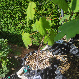 Érable sycomore (Acer pseudoplatanus)