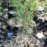 Genévrier de chine (Juniperus chinensis)