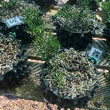 Genévrier de chine (Juniperus chinensis)