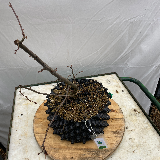Charmes commun (Carpinus betulus)