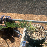 Genévrier de chine (Juniperus chinensis)