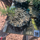 Genévrier de chine (Juniperus chinensis)