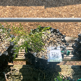 Genévrier de chine (Juniperus chinensis)