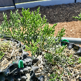 Genévrier de chine (Juniperus chinensis)