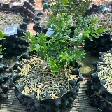 Buis commun (Buxus semperviens)