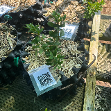 Buis commun (Buxus semperviens)