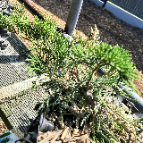 Genévrier de chine (Juniperus chinensis)