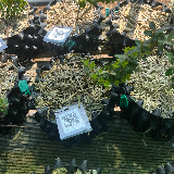 Buis commun (Buxus semperviens)