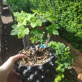 Érable sycomore (Acer pseudoplatanus)
