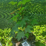 Érable sycomore (Acer pseudoplatanus)