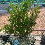 Buis commun (Buxus semperviens)