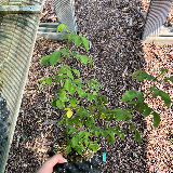Rosier (Rosa)