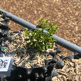 Buis commun (Buxus semperviens)