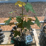 Érable sycomore (Acer pseudoplatanus)